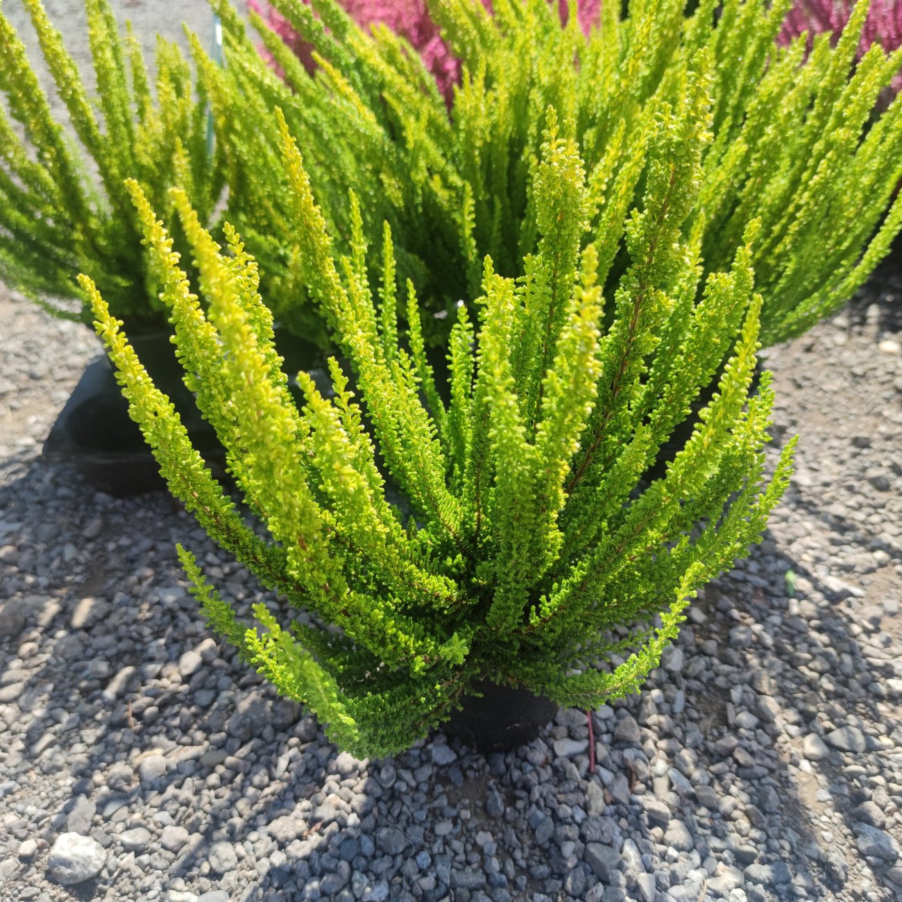 Obrázok Vres obyčajný (Calluna vulgaris) SKYLINE ´VERONA´ - výška 10-20 cm, kont. C1L